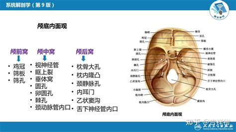 人身體部位|3D 人體解剖圖庫 